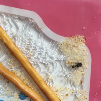 Ülker Çubuk Krakerden Çıkan Sinek