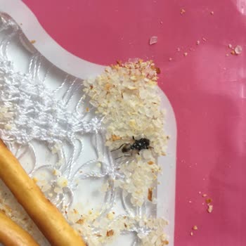 Ülker Çubuk Krakerden Çıkan Sinek