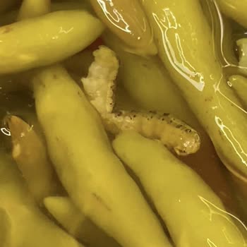 Maydonoz Döner Turşuda Tırtıl Çıktı