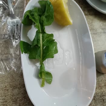 Alo24 Salatadaki Kumlar Böcekler