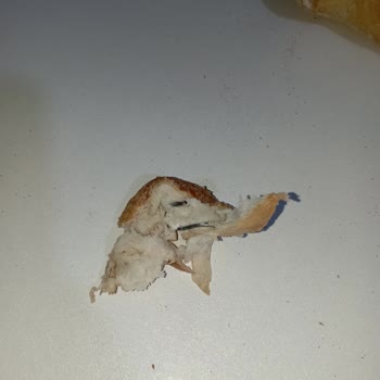 Ankara Fırıncılar Odası Ekmekte Demir Çıktı