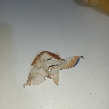 Ankara Fırıncılar Odası Ekmekte Demir Çıktı