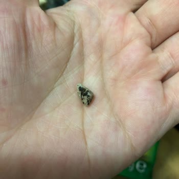 Taşkale Helva Taşkale Ürünlerine Taş Serpiştiriyor