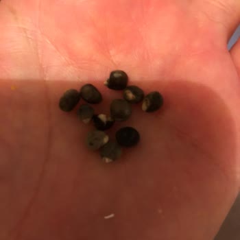 Sinangil Un - İçerisinde Bilinmeyen Madde