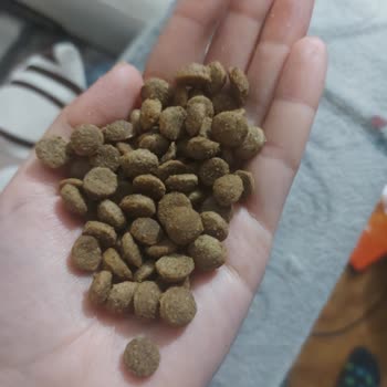 VanCat Market Kedi Maması Sahte Çıktı