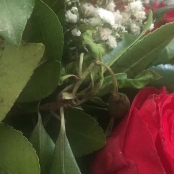 Osevio.com Müşteri Memnuniyeti Yok