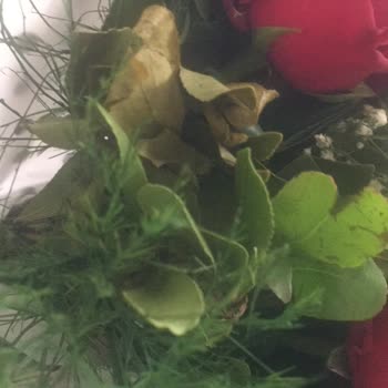 Osevio.com Müşteri Memnuniyeti Yok