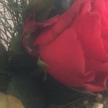 Osevio.com Müşteri Memnuniyeti Yok