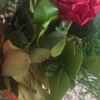 Osevio.com Müşteri Memnuniyeti Yok