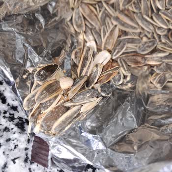 Çerezya Çekirdekten Salyangoz Kabuğu Çıktı