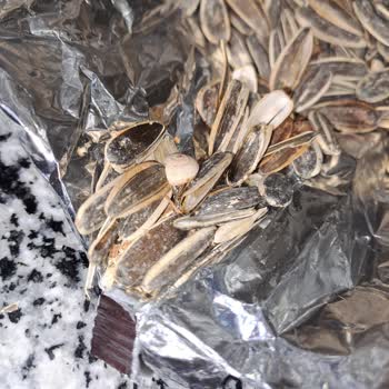 Çerezya Çekirdekten Salyangoz Kabuğu Çıktı