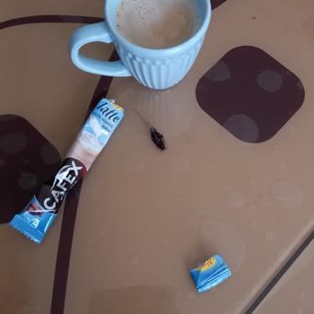 A101 Cafex İçinde Böcek Çıktı