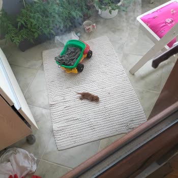 İstanbul Büyükşehir Belediyesi Yeni Doğan Kedi Ölümü