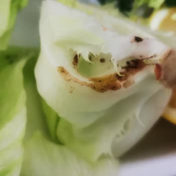 Kral Çiğ Köfte 'de Kurtlu Ürünler