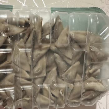 BİM Ekmecik Mantı Küflü