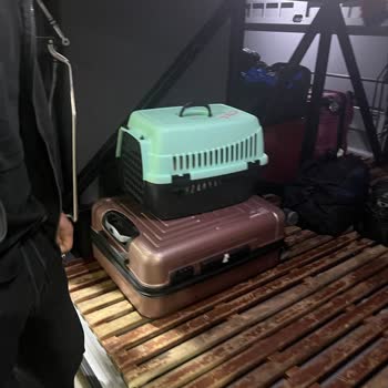 Öz Diyarbakır Seyahat Bagajda Kedi Taşımak Doğru Değil Dedim Hakaret Ve Tehdide Uğradım