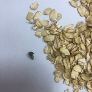 Kellogg's Yulaf Ezmesi Yabancı Cisim