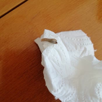 Berrak Su Damacanası Hiç Hijyenik Değil