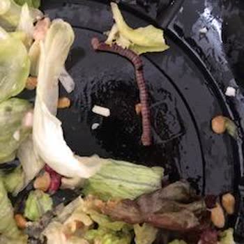 Çosa (Bi Çorba Bi Salata)'da Solucanlı Salata