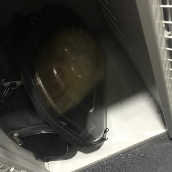 BURULAŞ Deniz Otobüsü Evcil Hayvan Kafese Kapatma