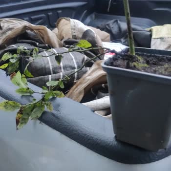 Bursatarım Market 2 Yaş Fidanları Kopmuş, Saksılarından Ayrılmış Ve Daha Küçük Geldi