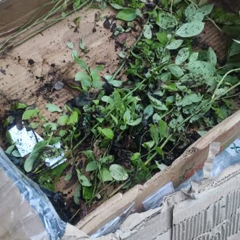 Bursatarım Market 2 Yaş Fidanları Kopmuş, Saksılarından Ayrılmış Ve Daha Küçük Geldi