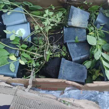 Bursatarım Market 2 Yaş Fidanları Kopmuş, Saksılarından Ayrılmış Ve Daha Küçük Geldi