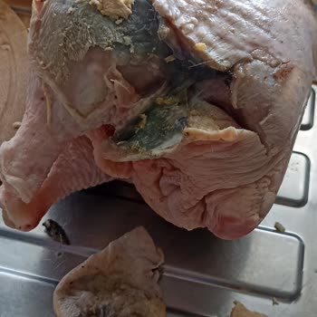 Yelpi Tavukçuluk Çürümüş Köy Tavuğu