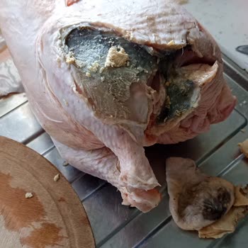 Yelpi Tavukçuluk Çürümüş Köy Tavuğu