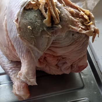 Yelpi Tavukçuluk Çürümüş Köy Tavuğu