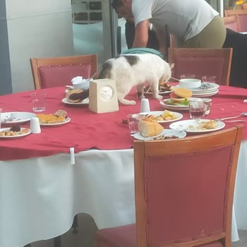 Büyük Anadolu Didim Resort Hotel Hijyen Sıfır İlgisiz Garsonlar