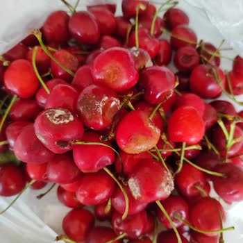 Rimal Sanal Market Ürün Kalitesizliği