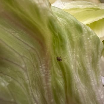 Komagene Küflü Lavaş Ve Böcekli Marul Geldi