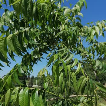 Kaptan Tarım Ve Fidancılık Ceviz Fidanı Ceviz Vermedi