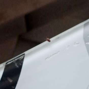 Doritos Cips Böcek Çıkması