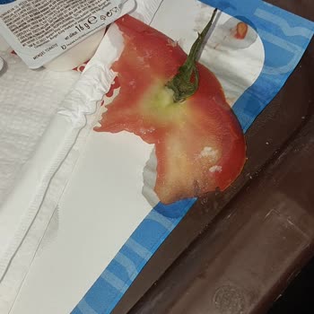 İzmir Kıbrıs Şehitleri Burger King Ne Servis Kaliteli Ne Ürünler Kaliteli Masaların Üstü Çöp Dolu İlgilenen Kimse Yok! Çocuğumun Yediği Hamburgerden Domates Çıktı Yani Paranla Çekiyorsun. Böyle Bir Firmaya Hiç