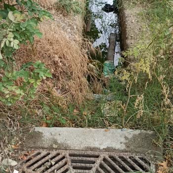 Edremit Belediyesi Su Kanalını Temizlemiyor Sineklerden Şikayetçiyiz