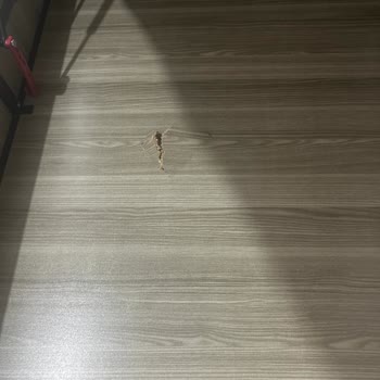 Beyaz Ev Concept Geç Teslim Kırık Ürün