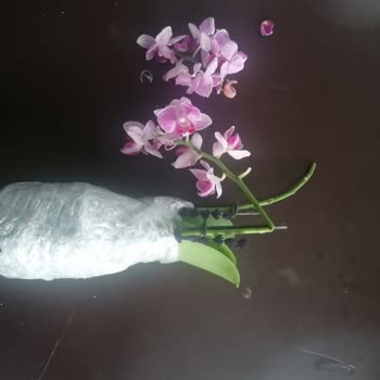 Osevio.com Kırık Paramparça Tebrik Çiçeği