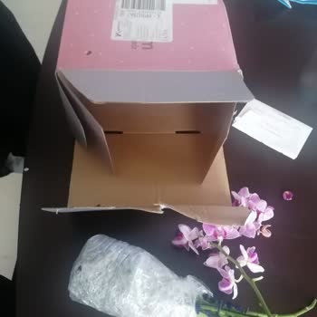 Osevio.com Kırık Paramparça Tebrik Çiçeği