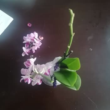 Osevio.com Kırık Paramparça Tebrik Çiçeği