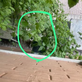 İBB - İstanbul Büyükşehir Belediyesi Foody Restoran Filtre Bacağı Yok ve Gürültü