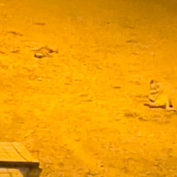 Bursa Büyükşehir Belediyesi Başıboş Sokak Hayvanları!