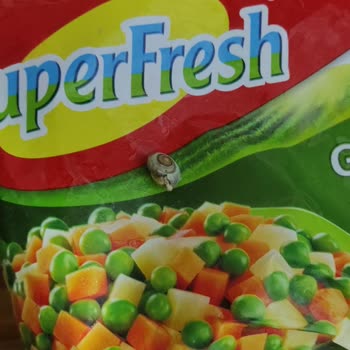 Superfresh Garnitür İçinden Çıkan Salyangoz
