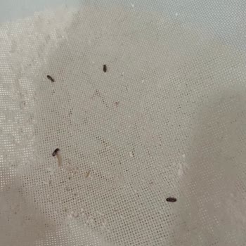 Tellioğlu Şirketler Grubu Tellioğlu Markalı Undan Böcek Çıkması