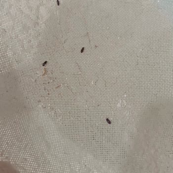 Tellioğlu Şirketler Grubu Tellioğlu Markalı Undan Böcek Çıkması