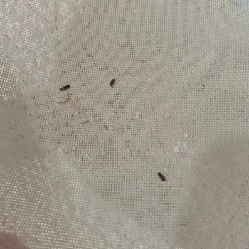 Tellioğlu Şirketler Grubu Tellioğlu Markalı Undan Böcek Çıkması