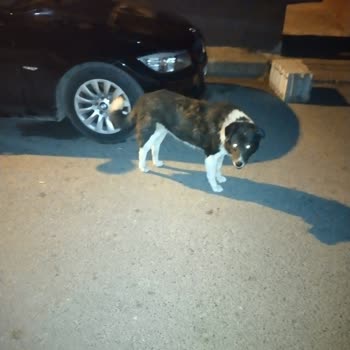 Sarıyer Belediyesi Sokak Hayvanları Ve Mahalledeki Keneler