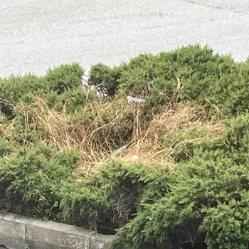 Karabağlar Belediyesi Esenlik Mahallesi İlaçlama Ve Temizlik Yok