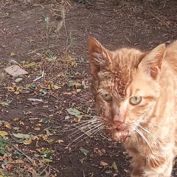 Tuzla Belediyesi Sokak Hayvanları Tedavisi